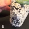 Hoya leucantha cutting in soil for propagation, close-up view.