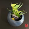 Healthy Hoya plant with vibrant green leaves in a stylish pot.
