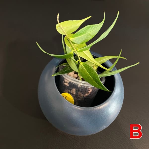 Healthy Hoya plant with vibrant green leaves in a stylish pot.