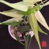 Variegated Hoya plant with green and cream leaves in a pot.