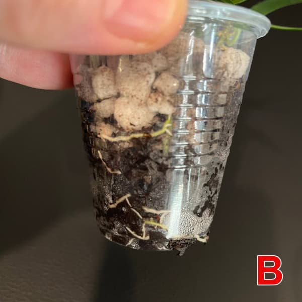 Hoya plant propagation in small plastic cup with soil and roots.