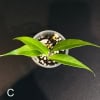 Young Hoya leucantha plant with vibrant green leaves in a small pot.