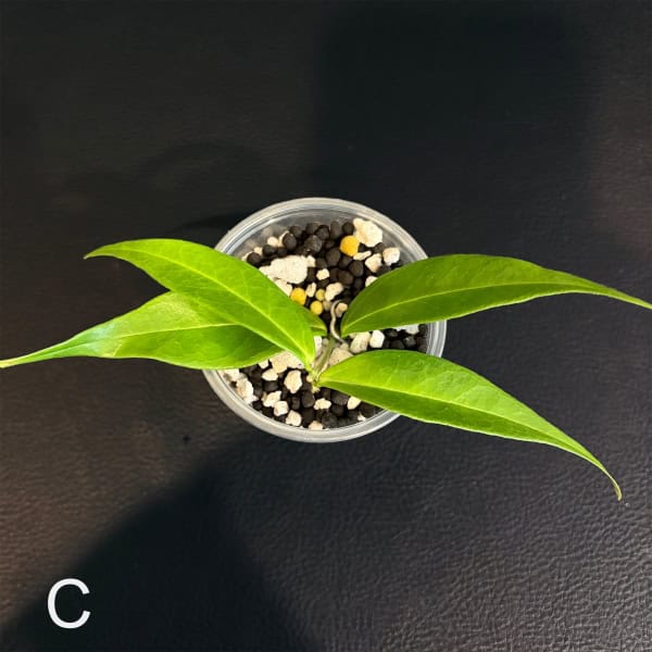 Young Hoya leucantha plant with vibrant green leaves in a small pot.