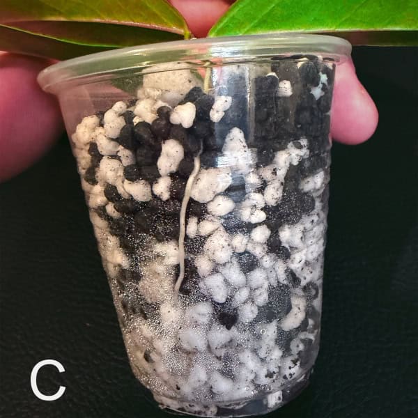 Young Hoya leucantha plant in clear plastic pot with green leaves.