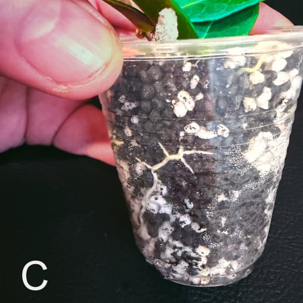 Hoya leucantha cutting in small plastic pot with soil and green leaves.