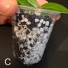 Hoya leucantha cutting in soil with green leaves.