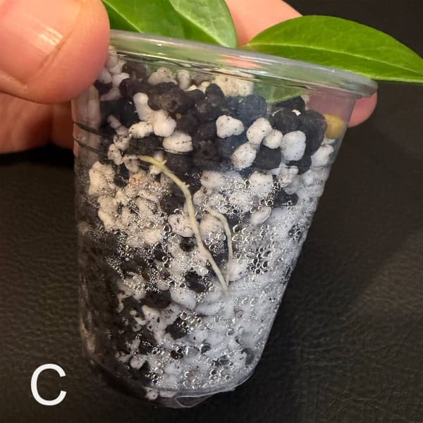 Hoya leucantha cutting in soil with green leaves.