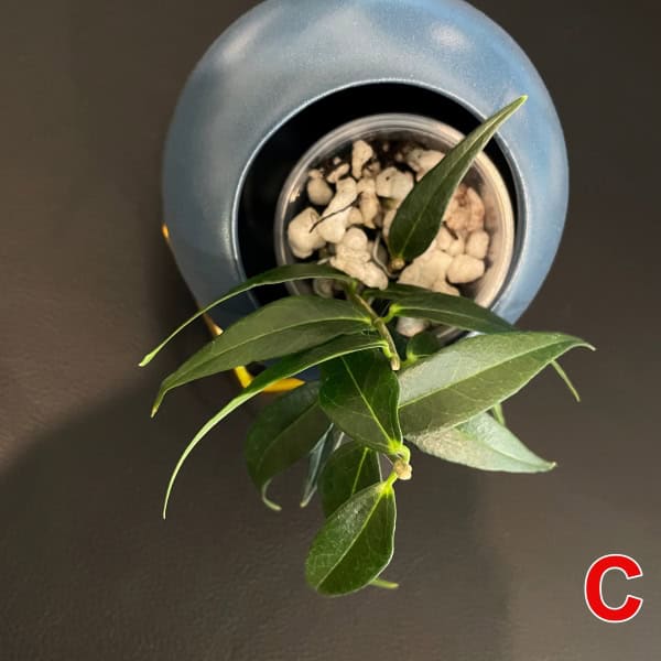 Healthy Hoya plant with glossy green leaves in a pot with white rocks.