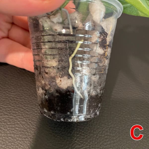 Hoya plant cutting with roots developing in a clear plastic cup, ready for planting.