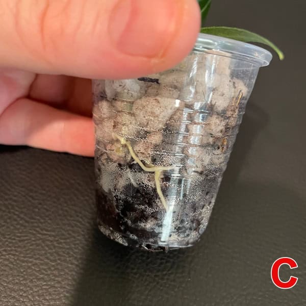 Hoya plant cutting with roots in small plastic pot, ready for planting.