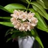 Hoya leucantha