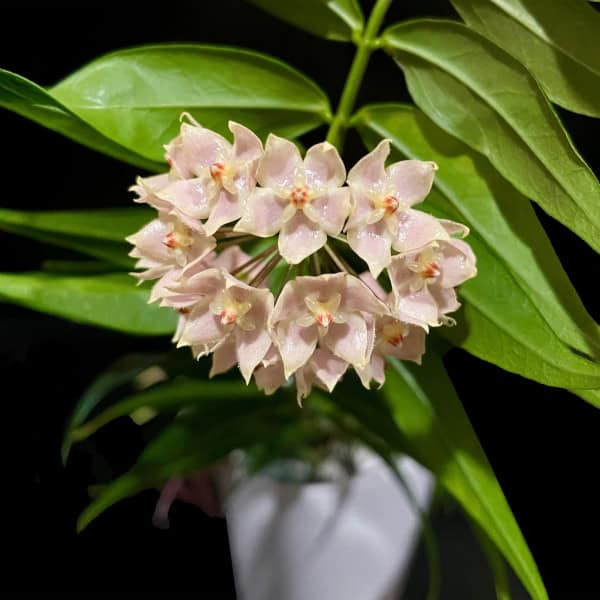 Hoya leucantha
