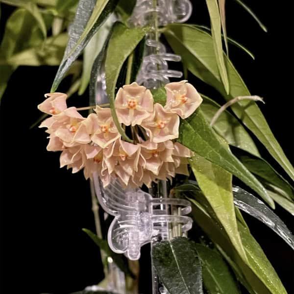 Hoya leucantha
