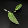 Close-up of Hoya 'Lime Sherbet' plant leaf showing vibrant green color.