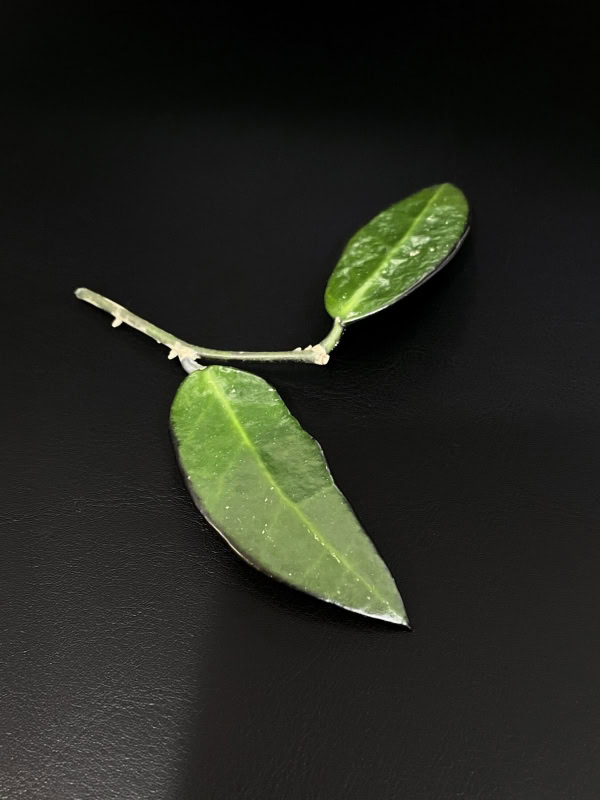 Close-up of Hoya 'Lime Sherbet' plant leaf showing vibrant green color.