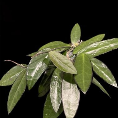A detailed close-up of a lush green Hoya plant with glossy leaves on a black background.