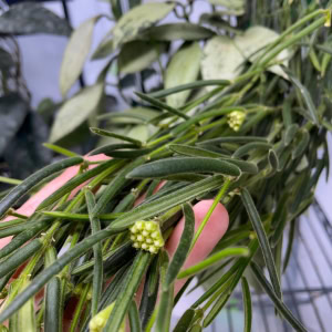 Hoya linearis with small green flowers and trailing foliage, ideal for hanging gardens.
