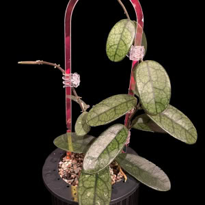 Hoya sichuanensis, a unique Hoya plant with green leaves and a support structure.