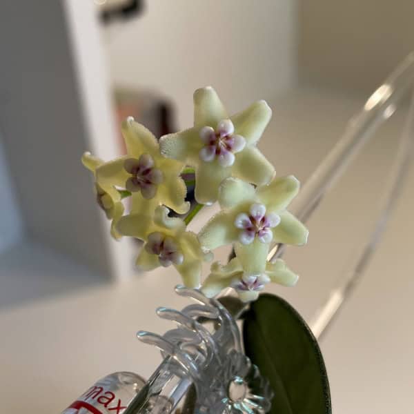 Hoya sichuanensis (lyi NOID) - Chicago Hoyas