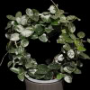 Hoya ‘Mathilde’ with variegated leaves, perfect for indoor gardening.