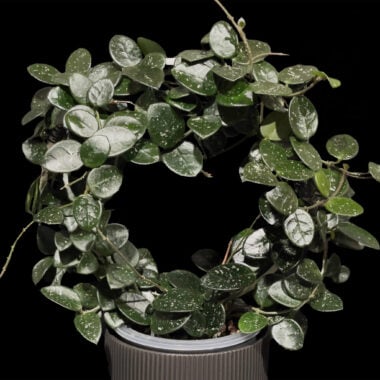 A close-up photo of a variegated Vinca minor plant in a container, showcasing glossy green and white leaves.