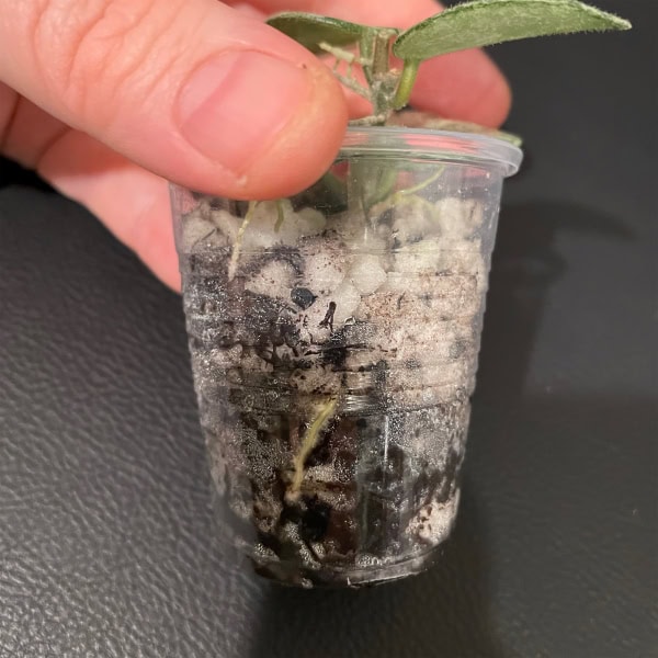 Hoya 'Mathilde' Rooted Cutting Hoya 'Mathilde' cutting in small plastic pot for propagation.