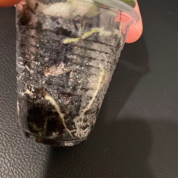 Hoya 'Mathilde' Rooted Cutting Hoya 'Mathilde' rooted cutting in clear plastic cup with soil.