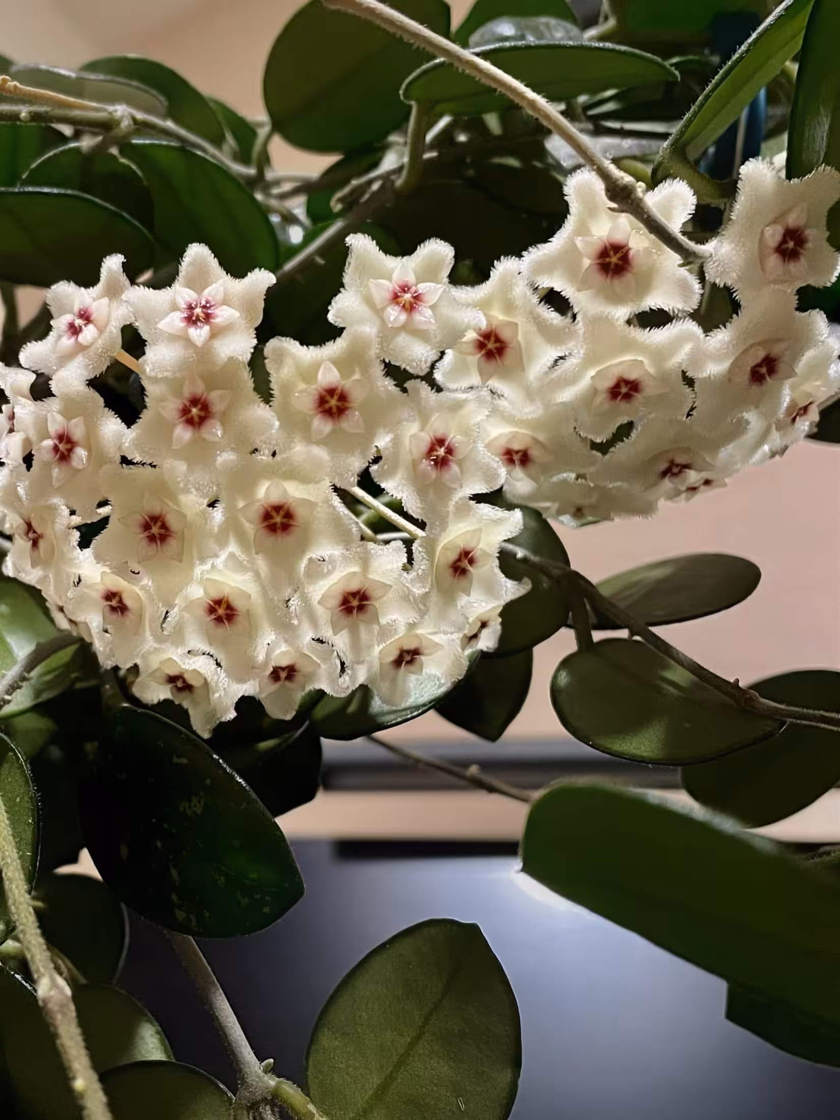 Beautiful Hoya ‘Mathilde’ plant with white star-shaped flowers and pink centers.