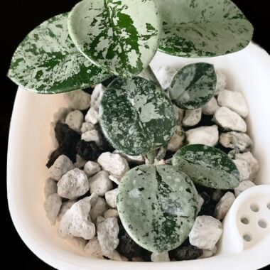 Variegated pothos plant with green and white leaves, perfect for Chicago indoor gardening enthusiasts.