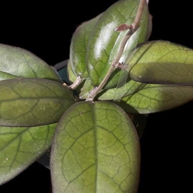 Close-up of healthy Hoya plant leaves showcasing unique leaf venation and shine.