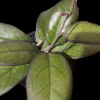 Hoya ‘Mayumi’ succulent with glossy green leaves, ideal for indoor gardens.