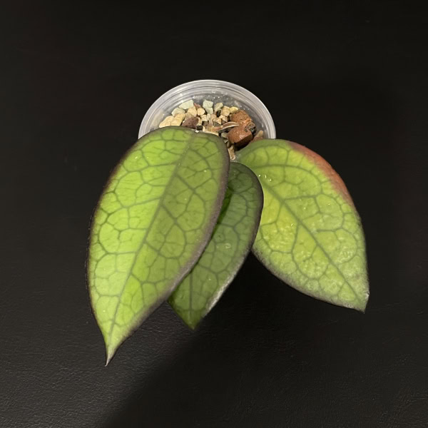 Hoya ‘Mayumi’ leaf close-up, showing vibrant green foliage with purple edges.