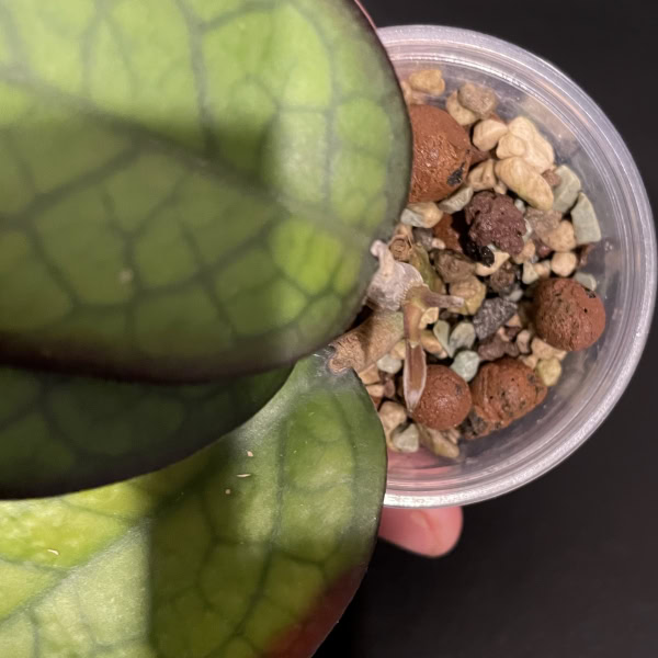 Hoya ‘Mayumi’ succulent with soil and rocks.