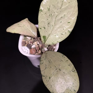 Hoya ‘Michele’ silver variegated plant with large leaves.