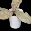 Hoya mitrata (silver) with variegated leaves in a white pot, showcasing unique foliage.