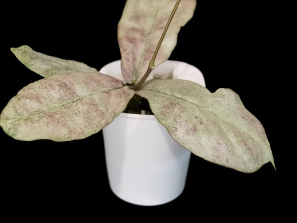 Hoya mitrata (silver) with variegated leaves in a white pot, showcasing unique foliage.