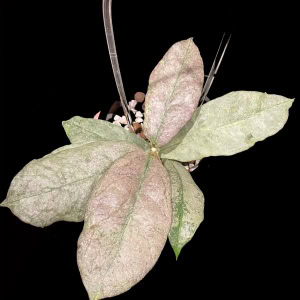 Hoya mitrata silver, Borneo, Hoya plant with variegated leaves.
