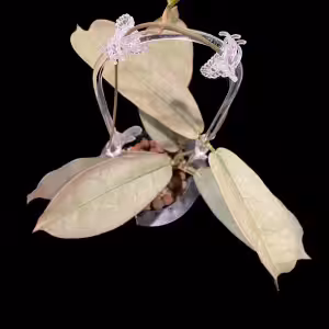 Hoya mitrata Pearl Gold plant with new growth and leaves.