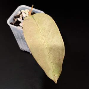 Rooted Hoya mitrata Pearl Gold cutting in soil.