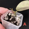 Hoya mitrata Pearl Gold plant in small pot with soil and leaf.