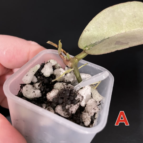 Hoya mitrata Pearl Gold plant in small pot with soil and leaf.