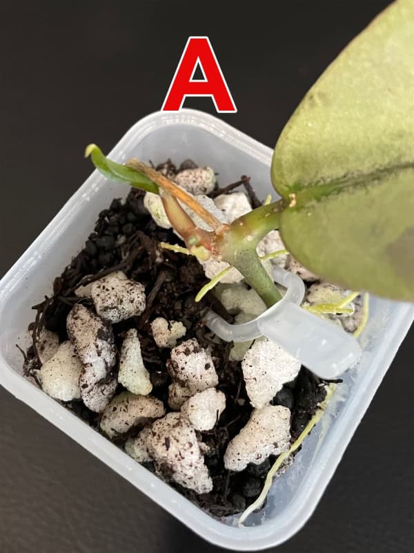 Hoya mitrata pearl gold Hoya mitrata pearl gold plant with new growth and root development.