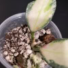 Hoya nabawanensis variegated plant with colorful leaves.