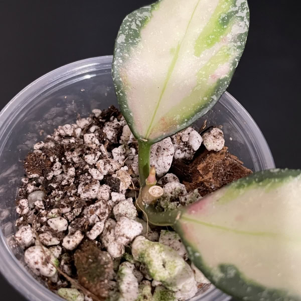 Hoya nabawanensis variegated plant with colorful leaves.