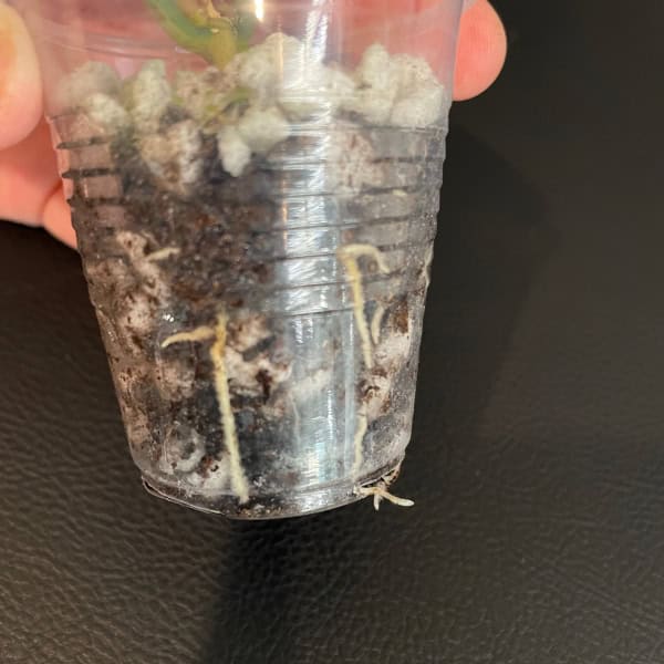 Hoya plant cutting in a clear plastic cup with soil and roots visible.