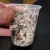 Variegated Hoya nabawanensis plant in small pot for propagation.