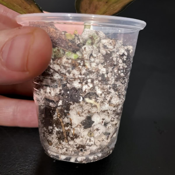 Variegated Hoya nabawanensis plant in small pot for propagation.