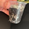 Hoya plant cutting in a clear plastic cup for propagation.