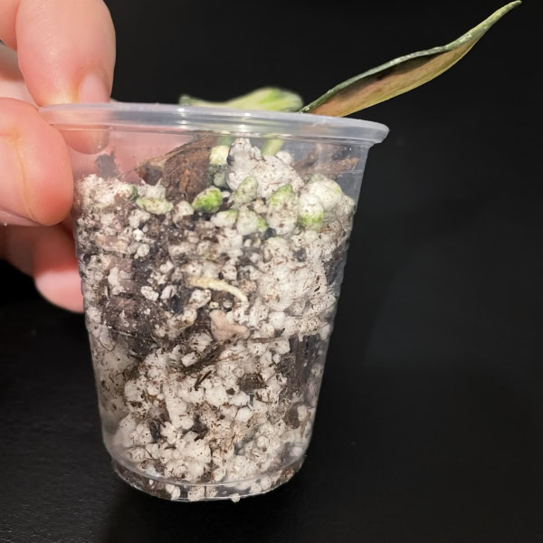 Variegated Hoya nabawanensis plant in a clear plastic pot.