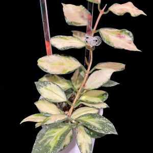 Variegated Hoya nabawanensis plant with colorful leaves.